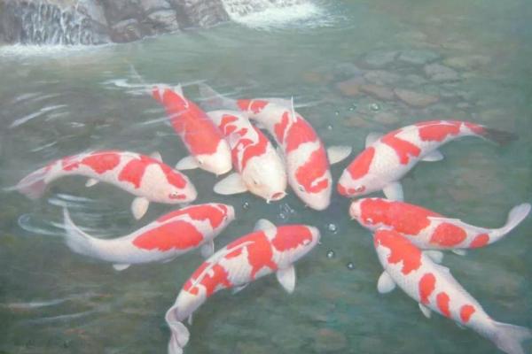 锦鲤鱼混养风水