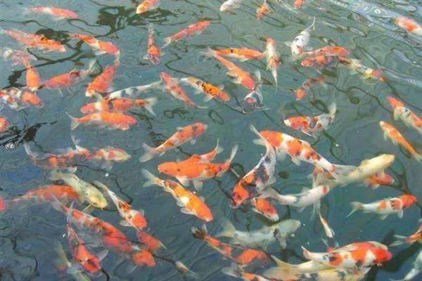 锦鲤鱼混养风水