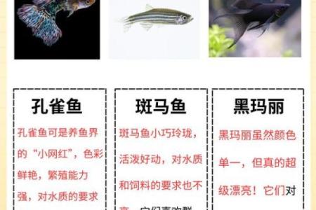 养风水鱼有什么讲究？