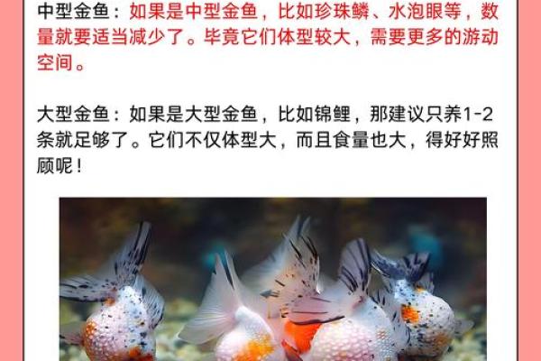 养金鱼有哪些风水讲究-