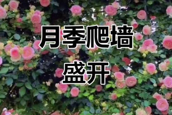 种满月季的房子风水好吗