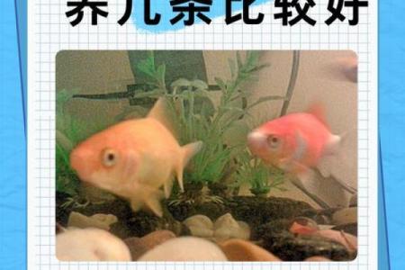 养金鱼有哪些风水讲究-
