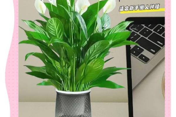 白掌风水攻略