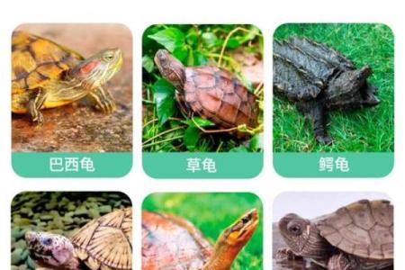 养多少只龟 养龟风水 养几只龟好