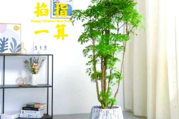 如何通过养植物改善室内风水