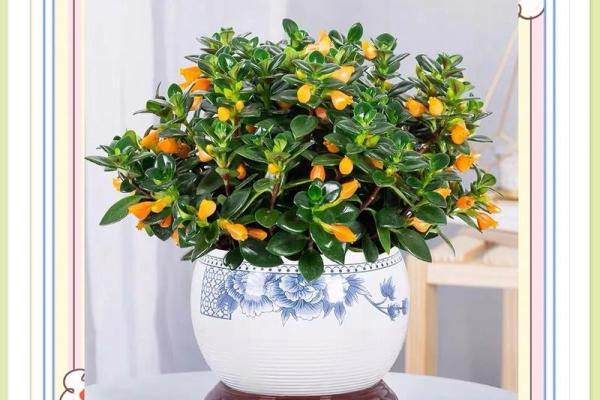 如何通过养植物改善室内风水