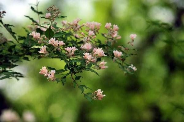 风水一年四季都不死的花都有哪些类型