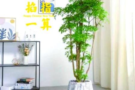 如何通过养植物改善室内风水