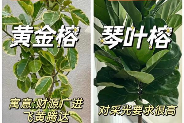 植物风水也有重要作用 推荐几种旺宅的植物