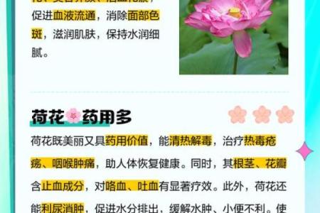 荷花的寓意风水作用