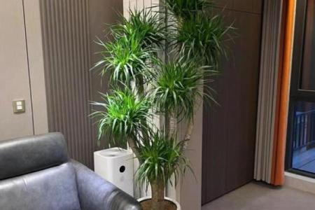 假花摆放在房屋里哪里不会影响到风水呢