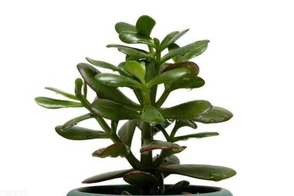 风水学用什么植物打扫房子