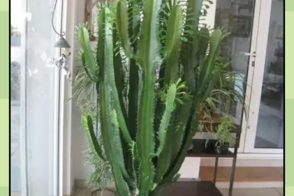 风水学用什么植物打扫房子