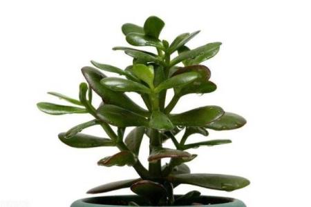 风水学用什么植物打扫房子