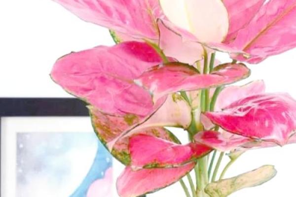 聚财风水_招财手花有什么好处