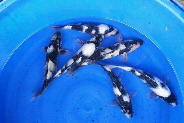 风水鱼的种类大全