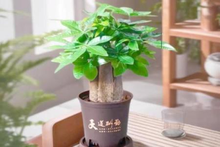 儿童房间风水适合哪些摆件物品