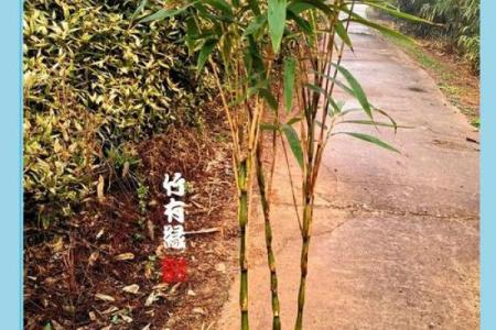 平安竹的风水作用