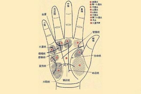 手相算命总论 手相算命大揭秘