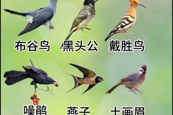鸟算命揭秘