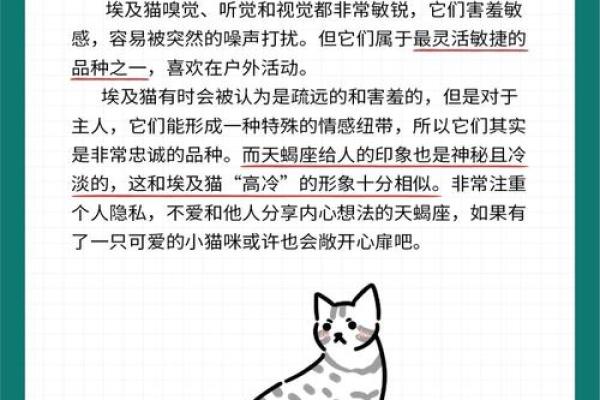 12星座射手座适合养什么猫