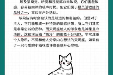 12星座射手座适合养什么猫