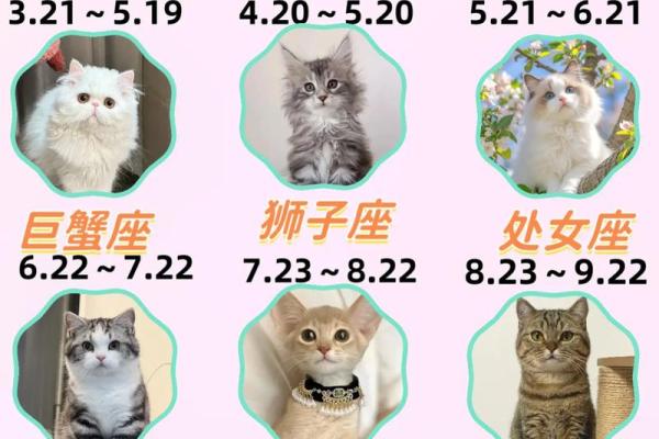 十二星座养什么猫适合