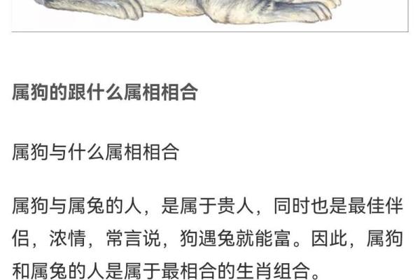 属狗和什么属相最配对 属狗和什么属相相冲