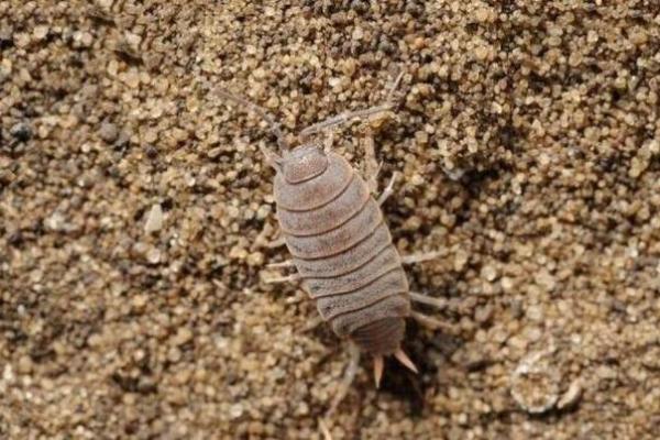 家里风水_家里突然出现多个潮虫是什么征兆