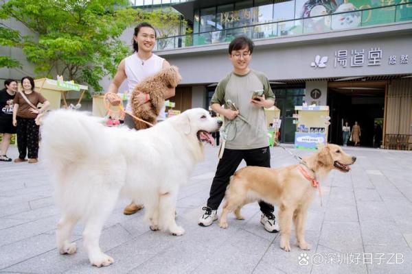 养狗风水禁忌 这样养狗只会破财招灾