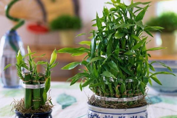 富贵竹究竟摆放在什么方位好呢