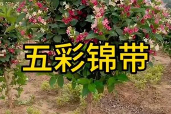 五彩锦带风水
