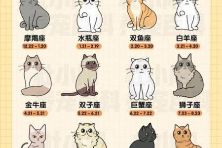 十二星座养什么猫适合