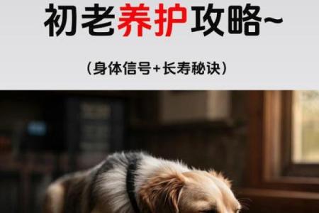 养狗生辰八字