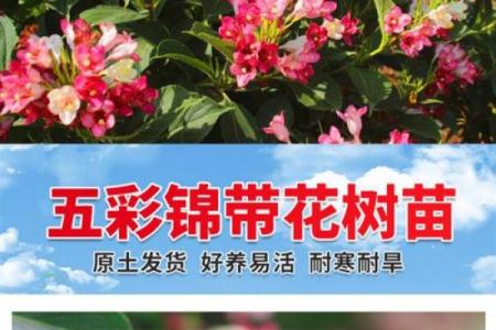 五彩锦带风水