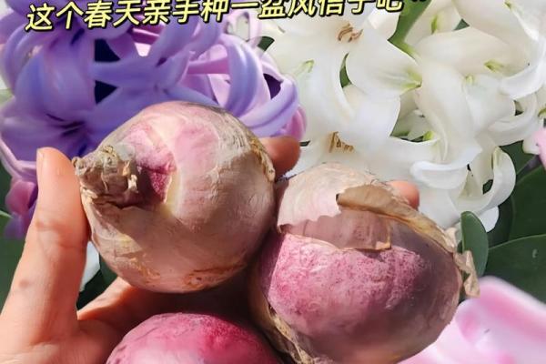 风信子免费算命 免费算命你的风信子会开吗