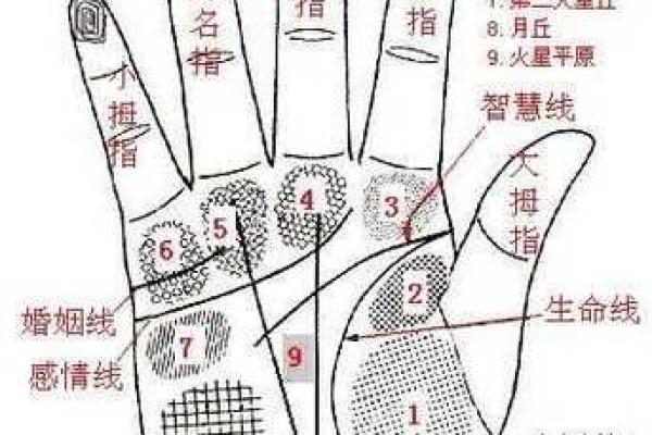 看手相算命大师免费下载