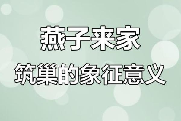 专挑富贵人家筑巢，燕子看风水