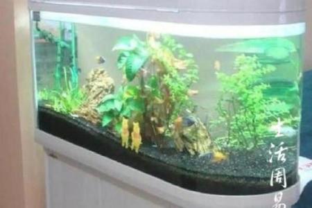 鱼缸与风水禁忌 这些摆放位置要注意