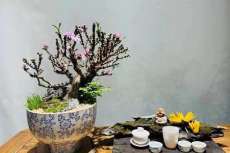 这些旺桃花风水布局安排起来 桃花运暴涨 父母再也不催婚