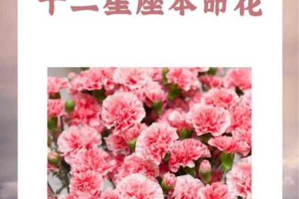 十二星座代表花都有哪些呢