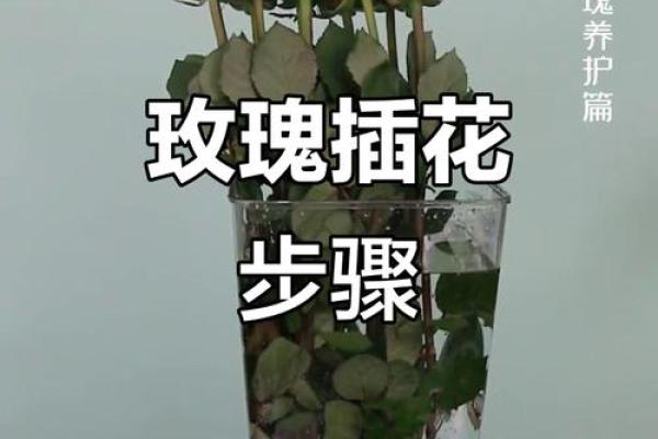 玫瑰插花风水