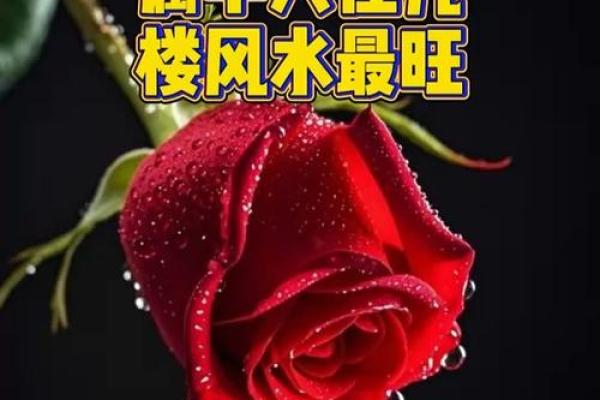 买房子选楼层,看风水.我属虎,木.老公属羊,土.