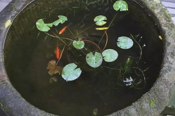 石缸养鱼与风水