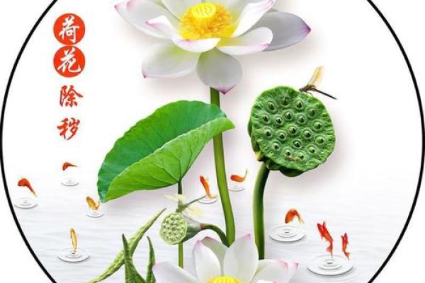 莲花玄关风水作用