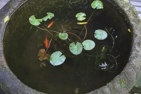 石缸养鱼与风水