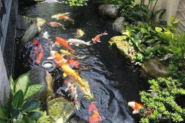 楼顶养鱼 风水