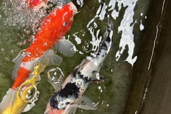 楼顶养鱼 风水