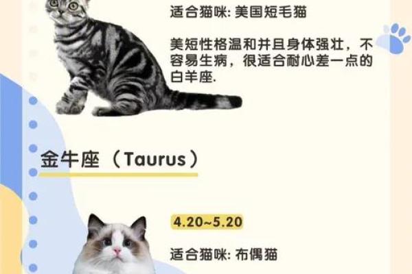 十二星座什么地方适合养猫