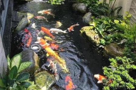 楼顶养鱼 风水